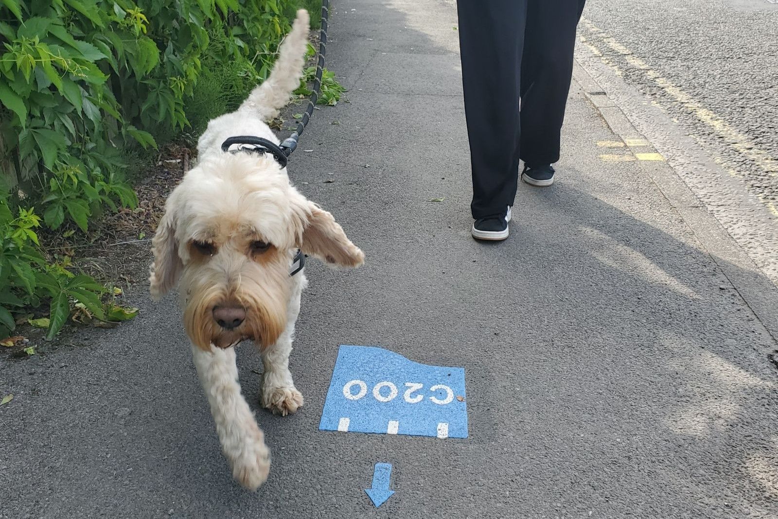 A fair coloured dog walking next to a blue Cyfarthfa200 logo printed on the road.jpg A fair coloured dog walking next to a blue Cyfarthfa200 logo printed on the road.jpg